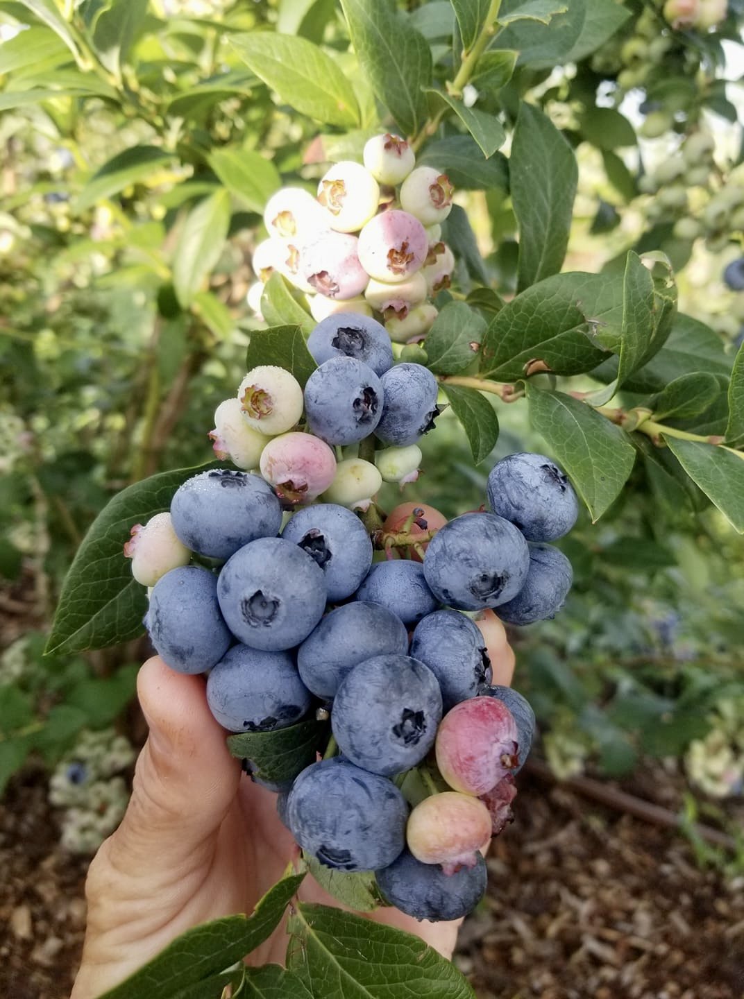 DiMeo Blueberry Plants Yield Loads of Organic Blueberries.jpeg