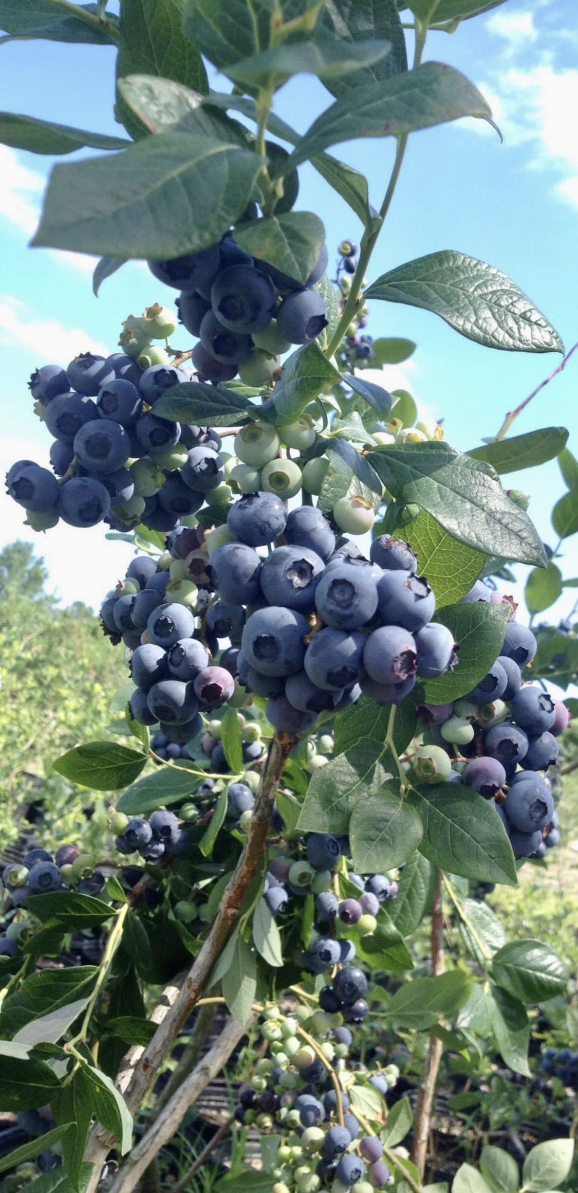 Powder Blue Blueberry Bushes for Sale at Arbor Day's Online Tree