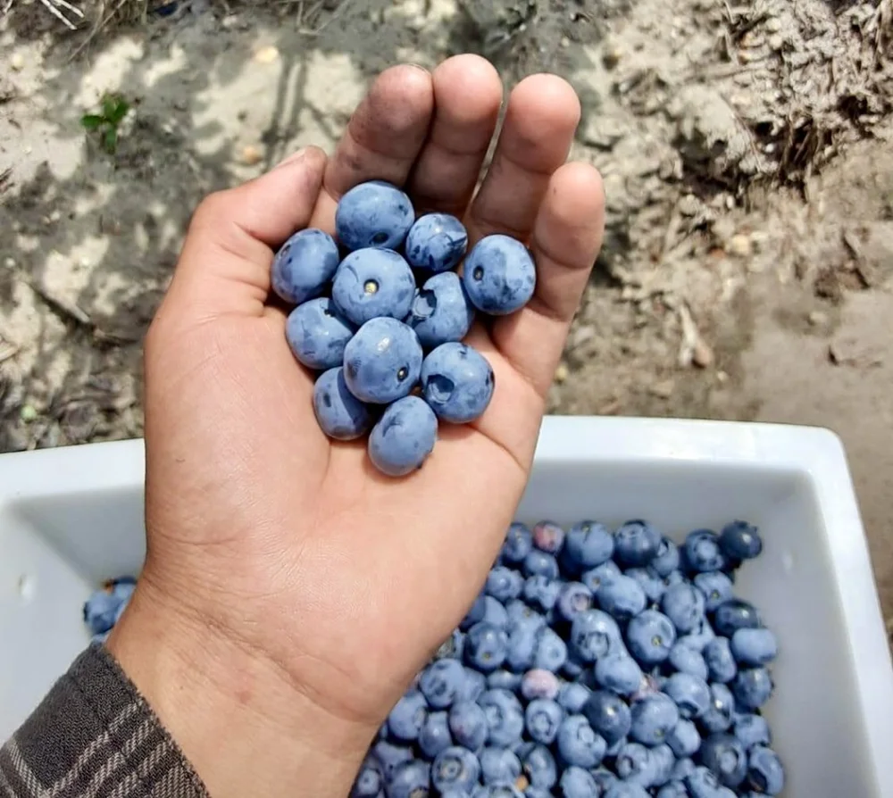 About DiMeo Farms — Blueberry Bushes for Sale - Buy Blueberry