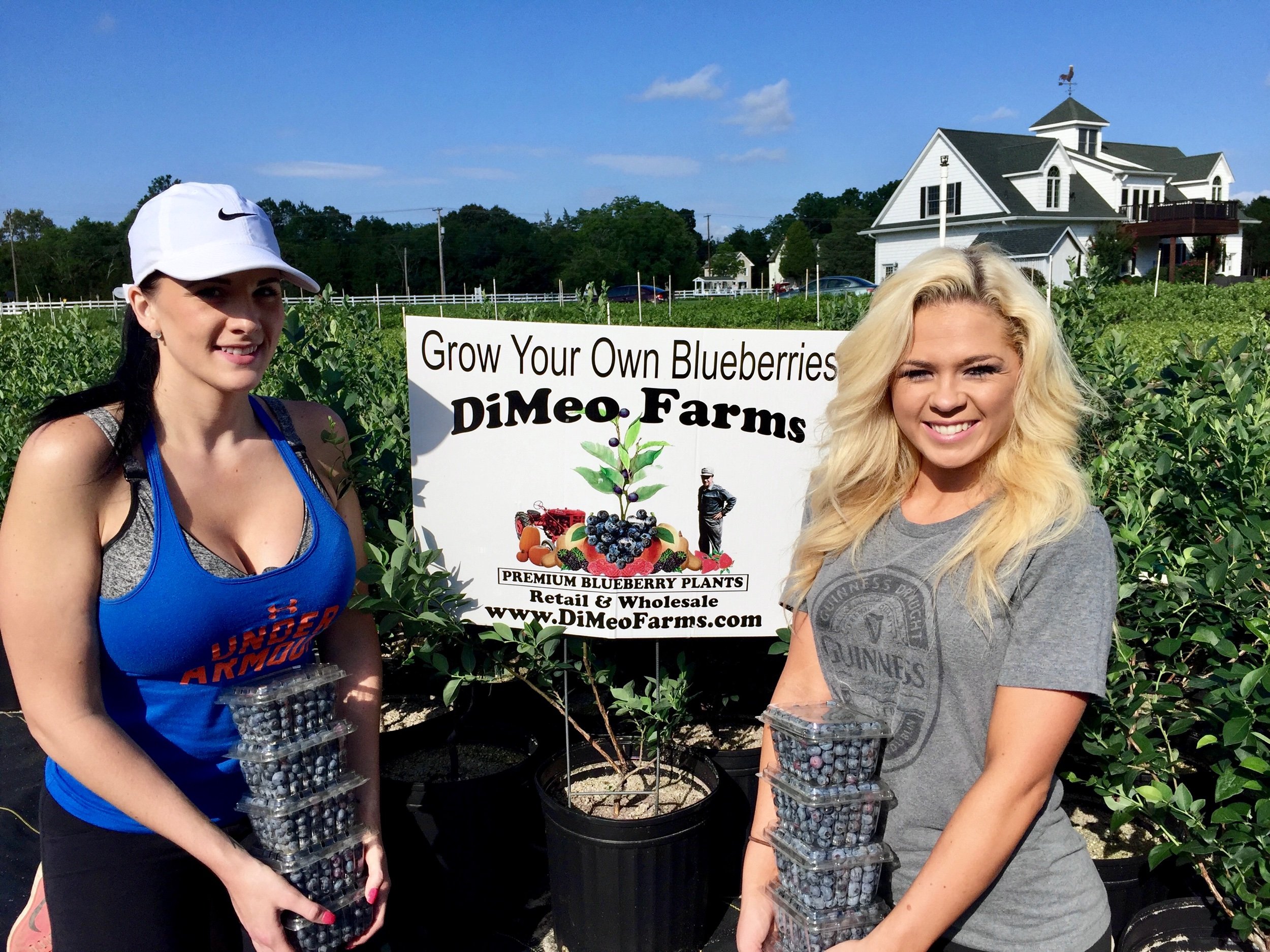 DiMeo Farms Blueberry Picking and Blueberries Plants.jpeg