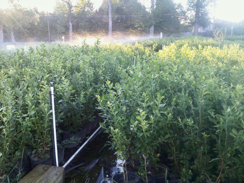 Grandpop DiMeo's blueberry plants nursery in Hammonton.jpeg