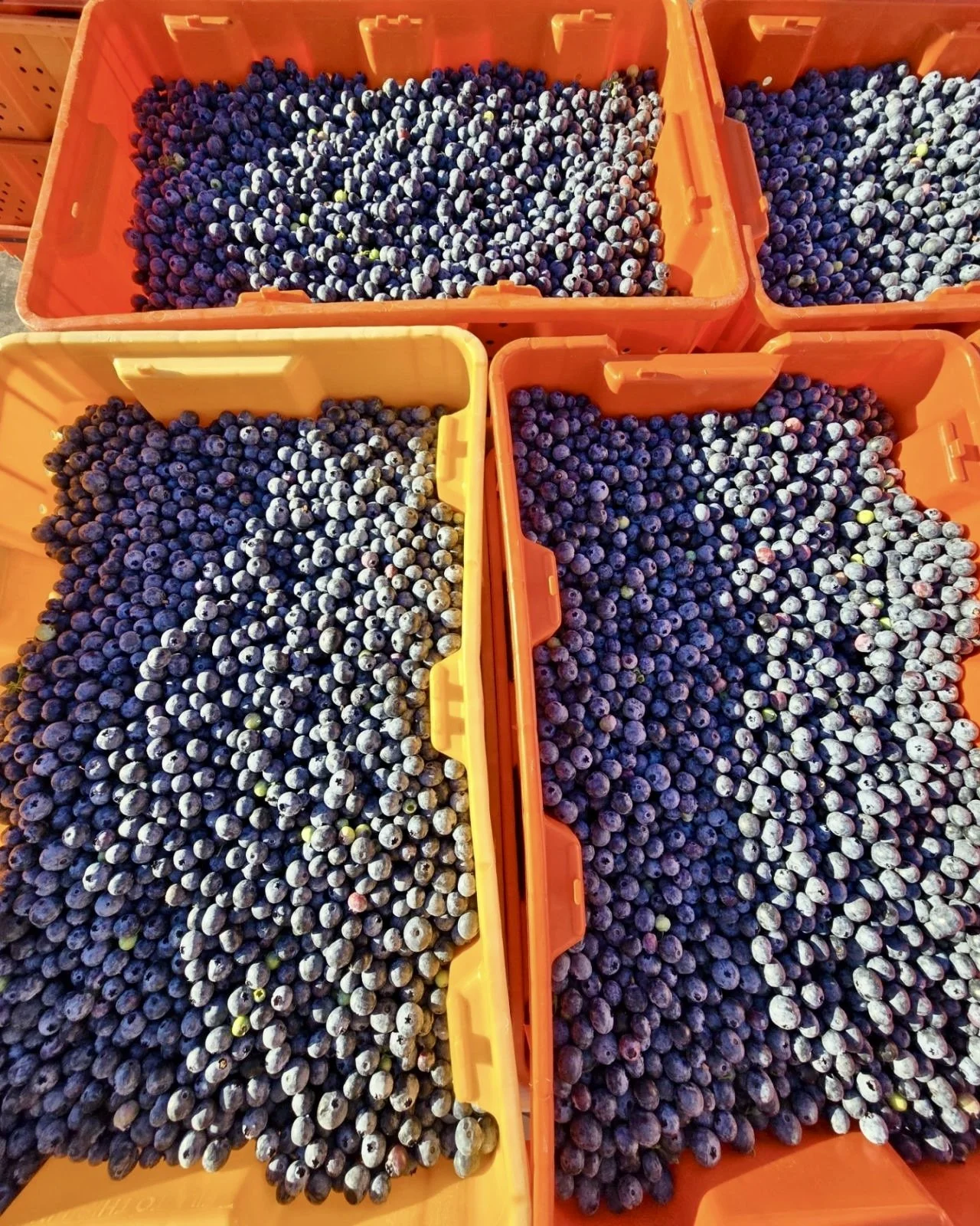 blueberries in orange lugs.jpeg