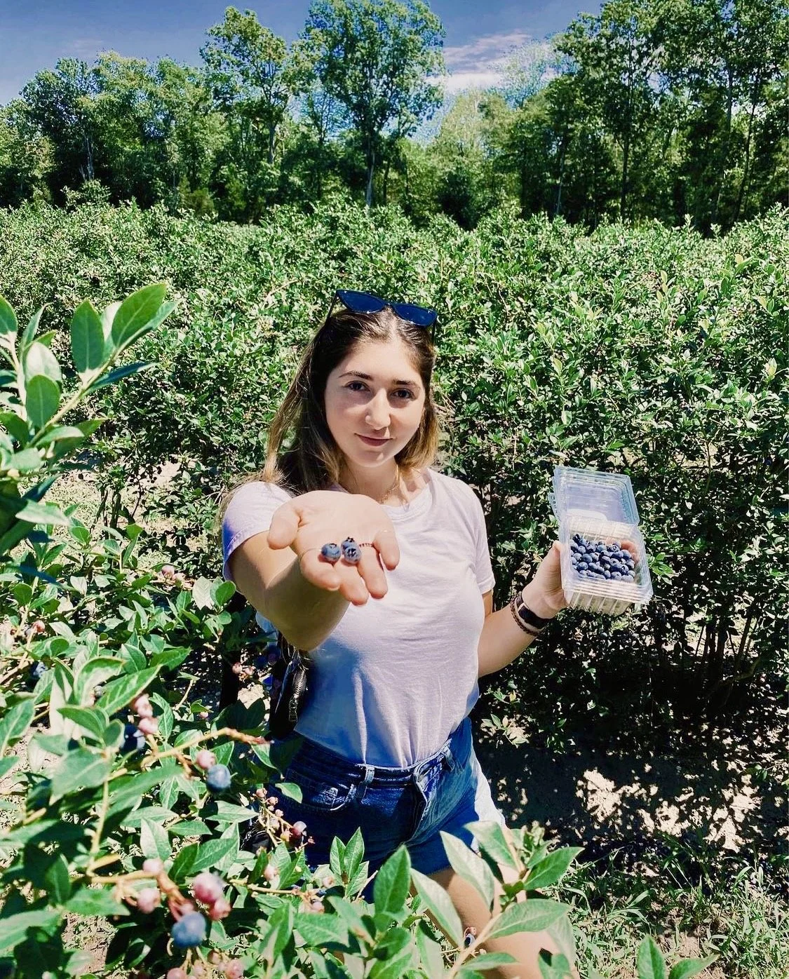 UPick Blueberries — Blueberry Plants for Sale Blueberry Bushes from