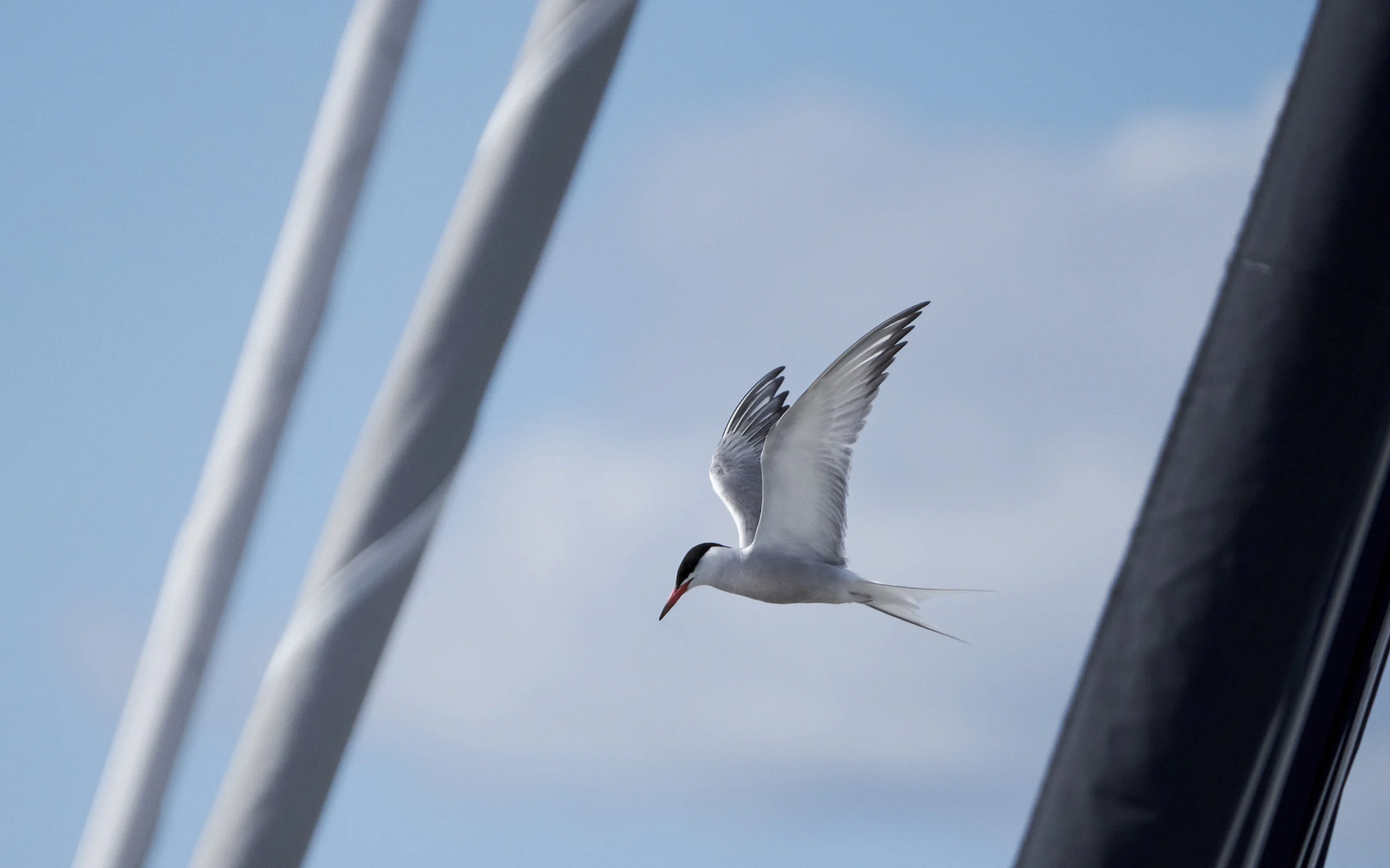 Common-tern.jpg