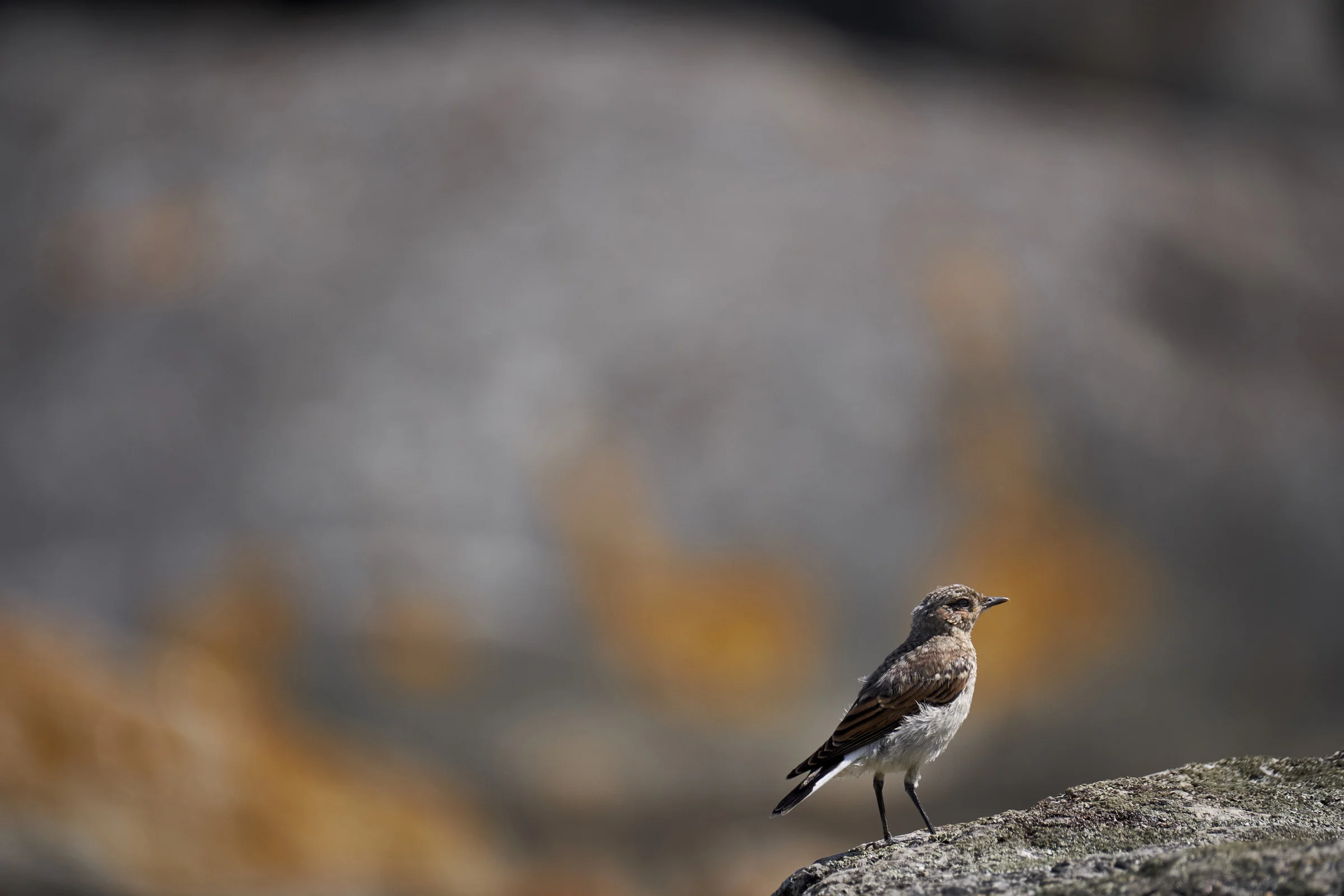 Northern-wheatear.jpg
