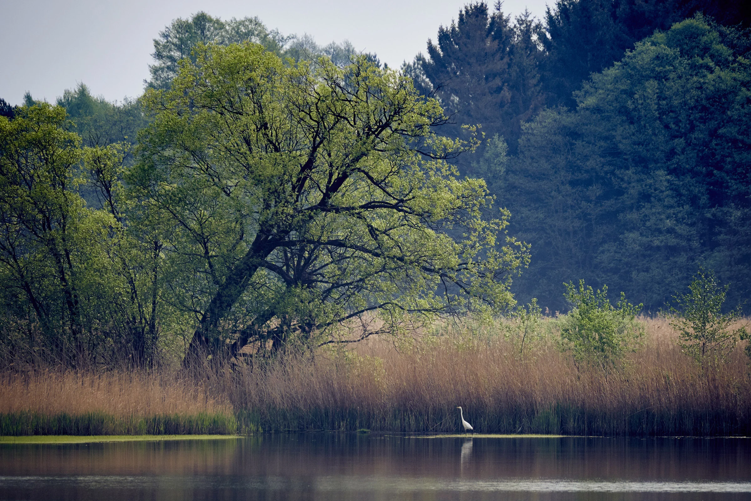 marsh-egret.jpg