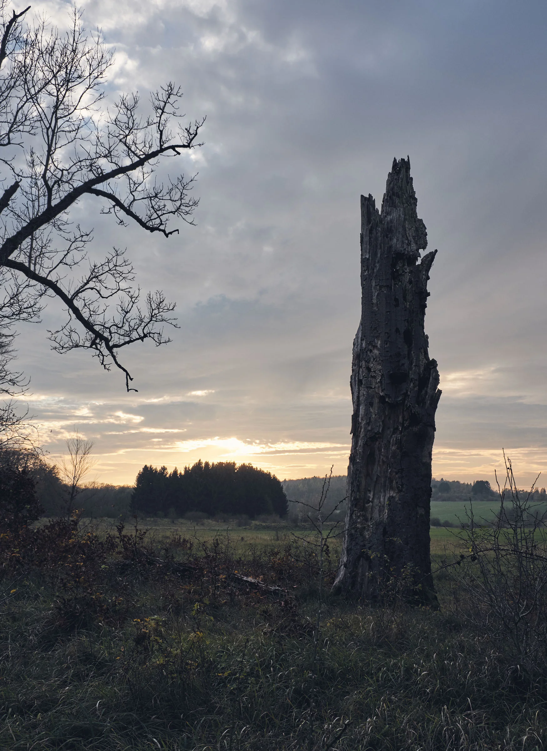 one-lonely-tree.jpg
