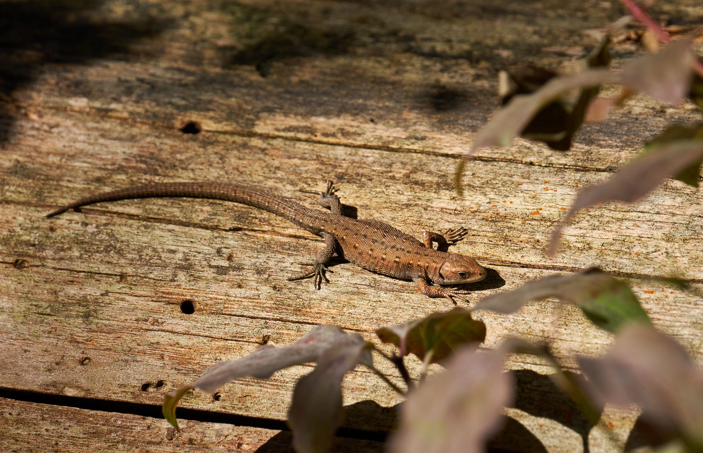 lizard.jpg