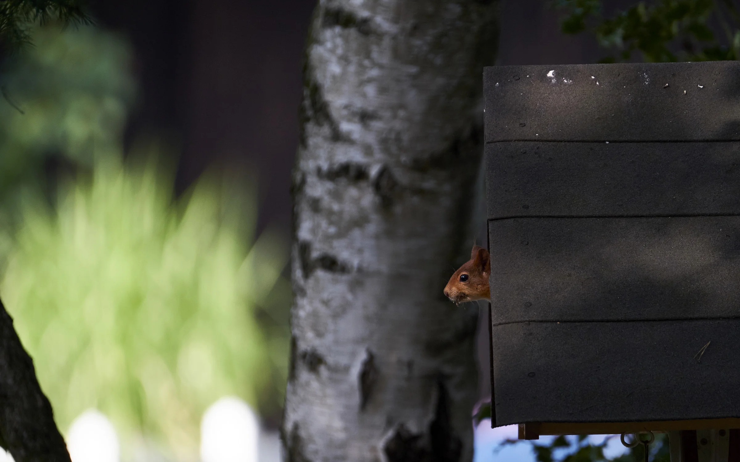 red-squirrel-2.jpg