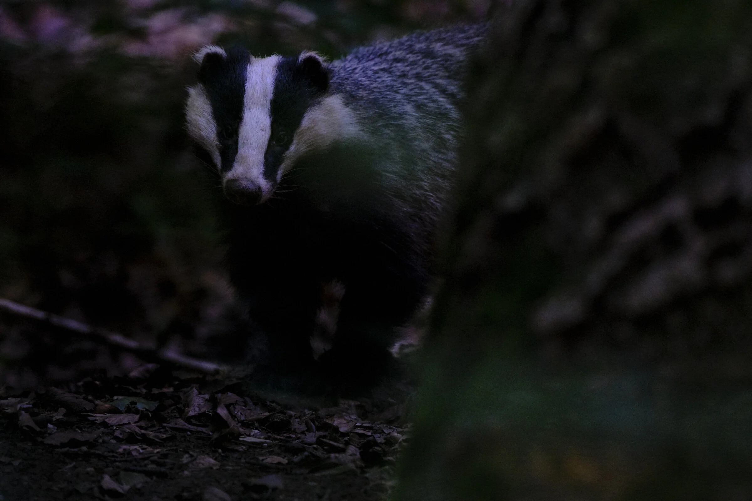 20-06-23_Badger-and-more_web12.jpg