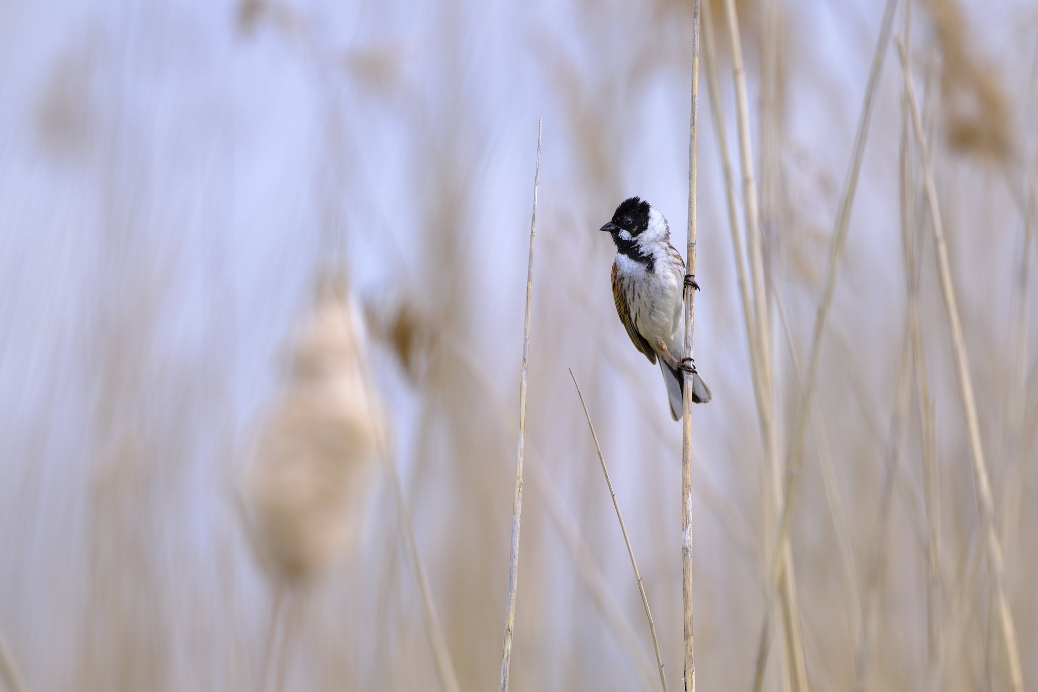 20-04-29_Early-Bird_48_revisited_web.jpg