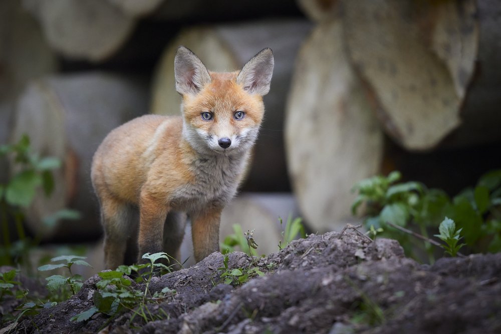 23-05-26_Fox-cub_web_2.jpg