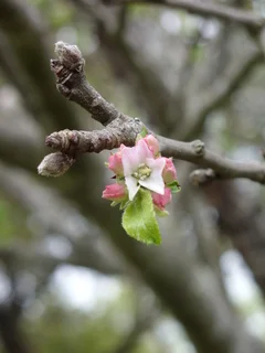 In Bloom: Engaging in Personal Development as Young Adults