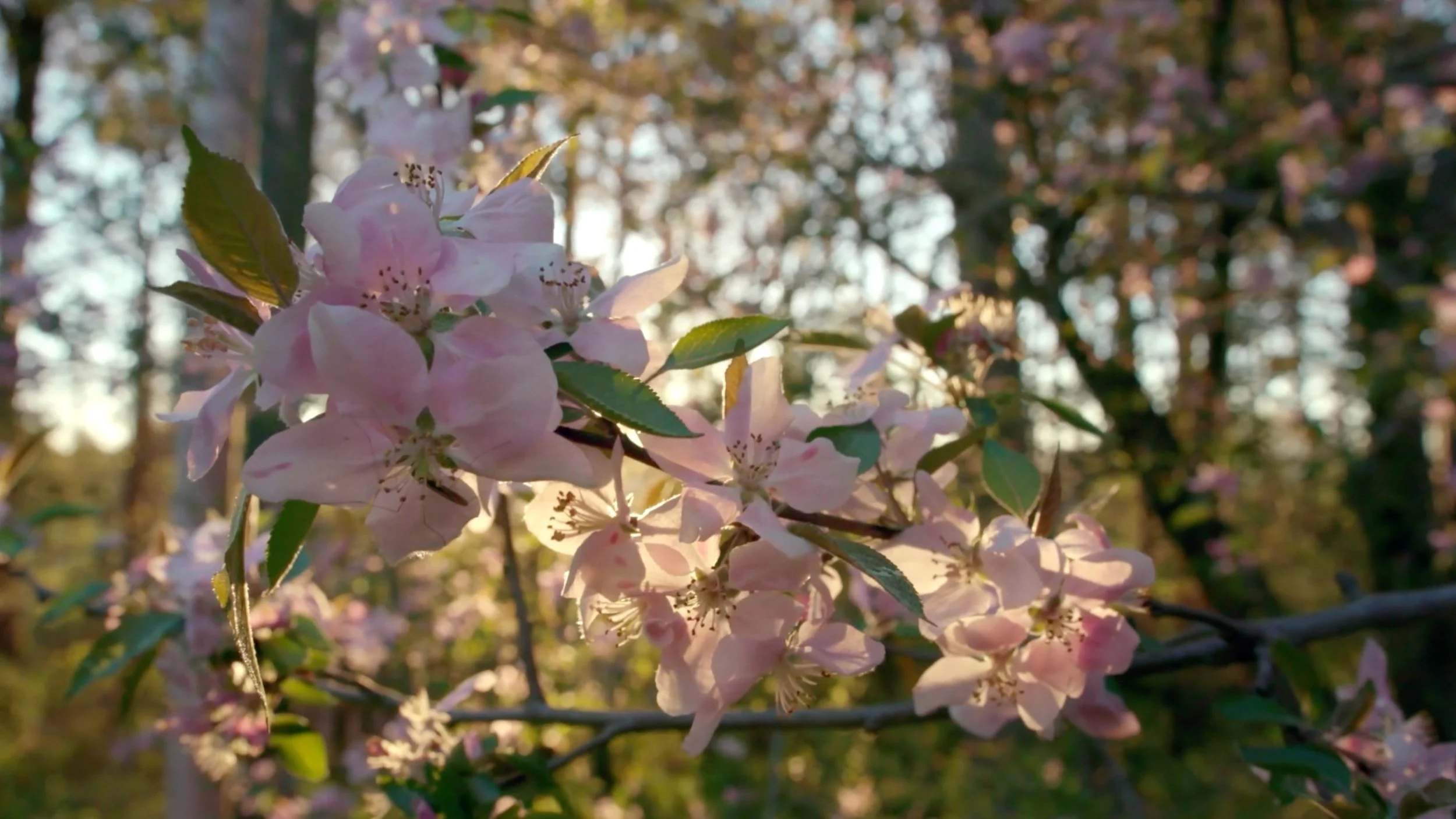 First Week Out - Trailer