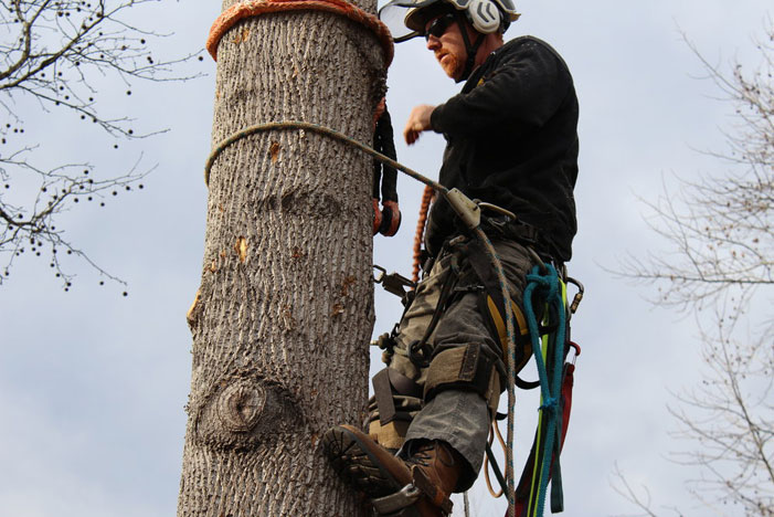 Tree Service In Lawrenceville Ga Tree Care Pruning Removal