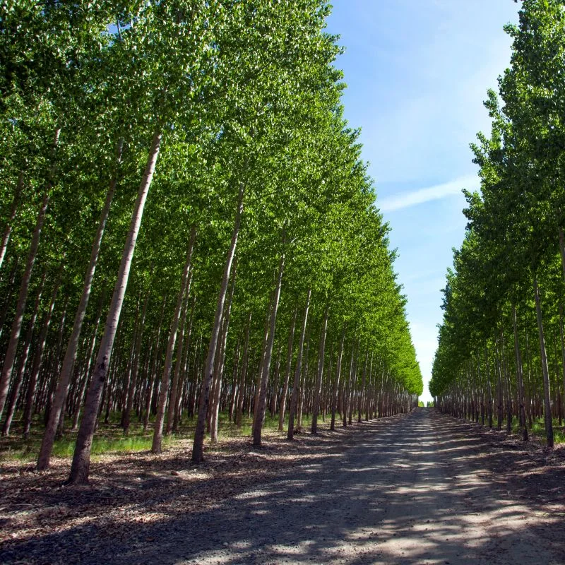 hybrid-poplar-800x800.jpg