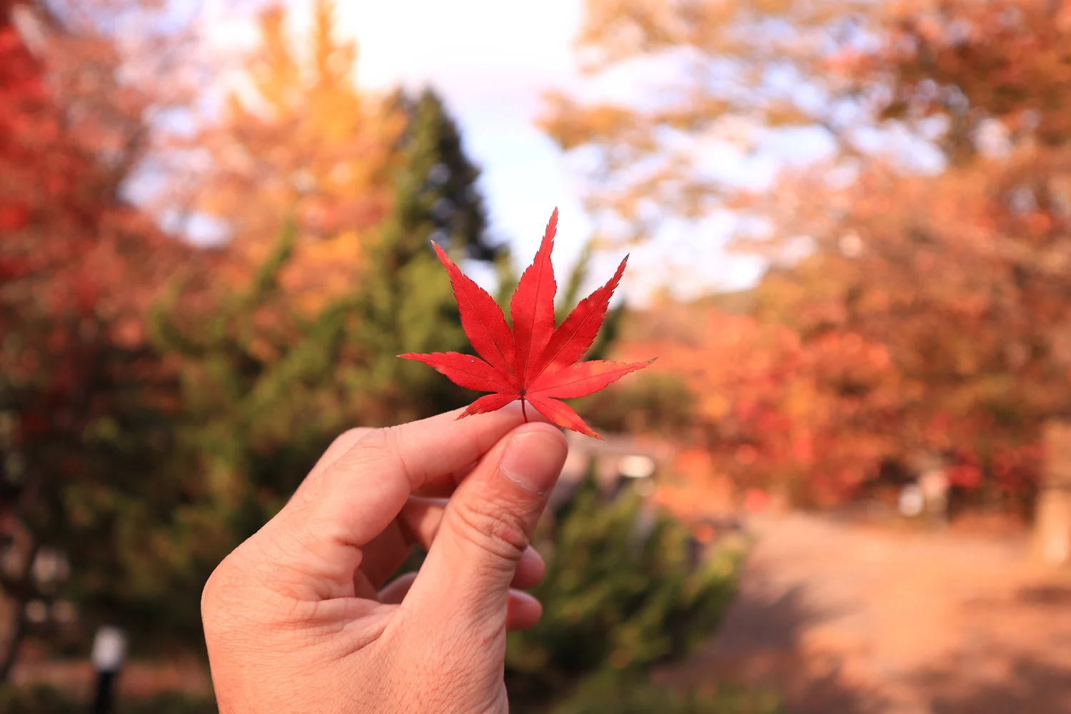 Why Are My Japanese Maple Leaves Scorching North American Tree Service