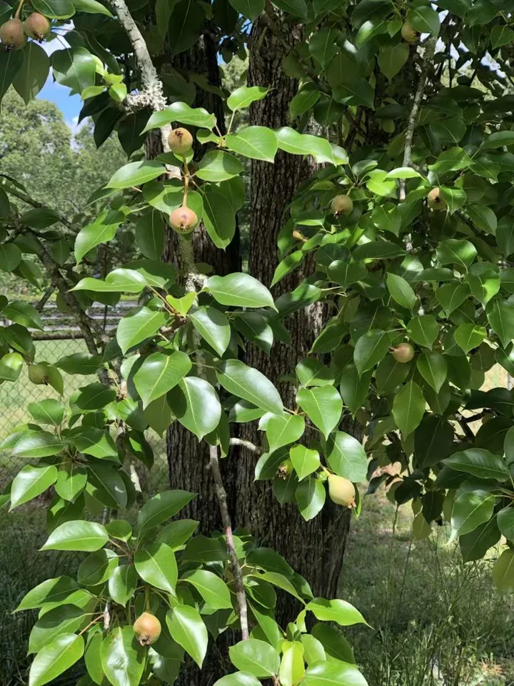 How To Care For Your Fruit Trees North American Tree Service