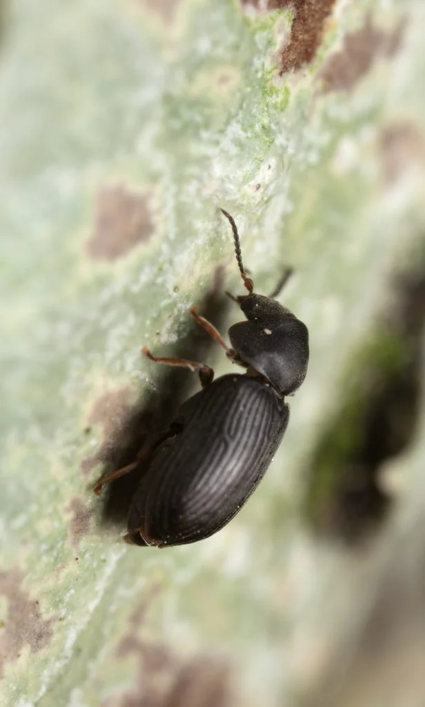 Green_June_Beetle_14949490631.jpg