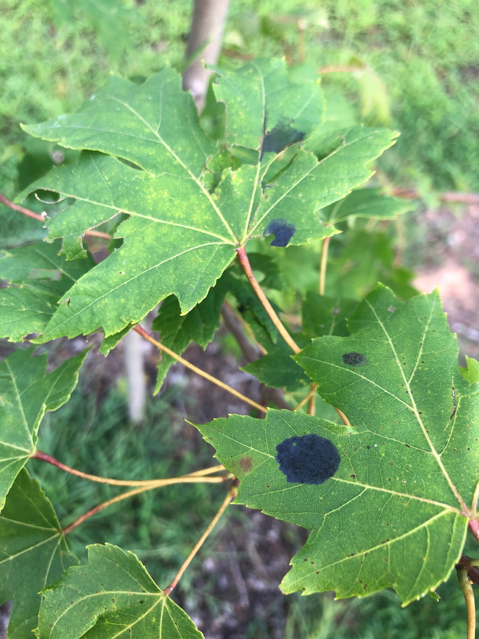 Black Spots On Maple And Sycamore Tree Leaves North American Tree Service