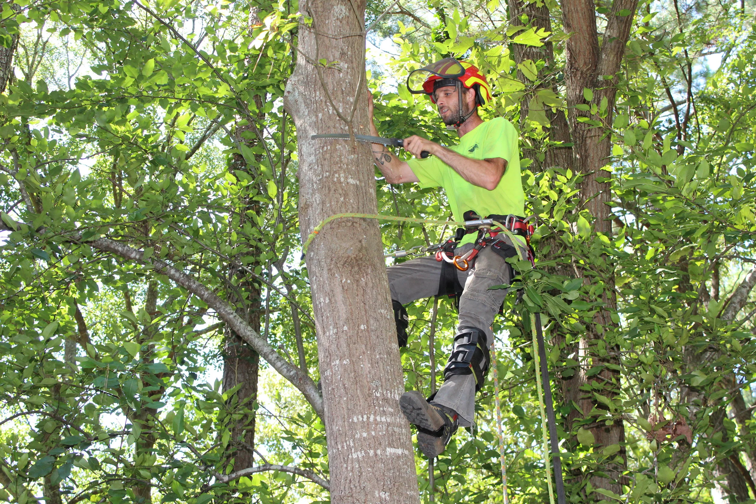 certified arborists — North American Tree Service Blog Tree Service