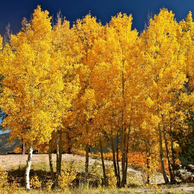 quaking-aspen-tree-800x800.jpg