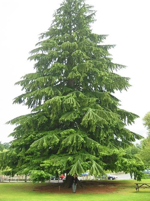 Which Evergreens Are Best For Year Round Color? North American Tree