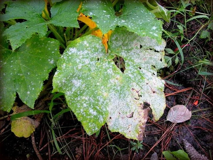 5 Most Common Crepe Myrtle Problems North American Tree Service
