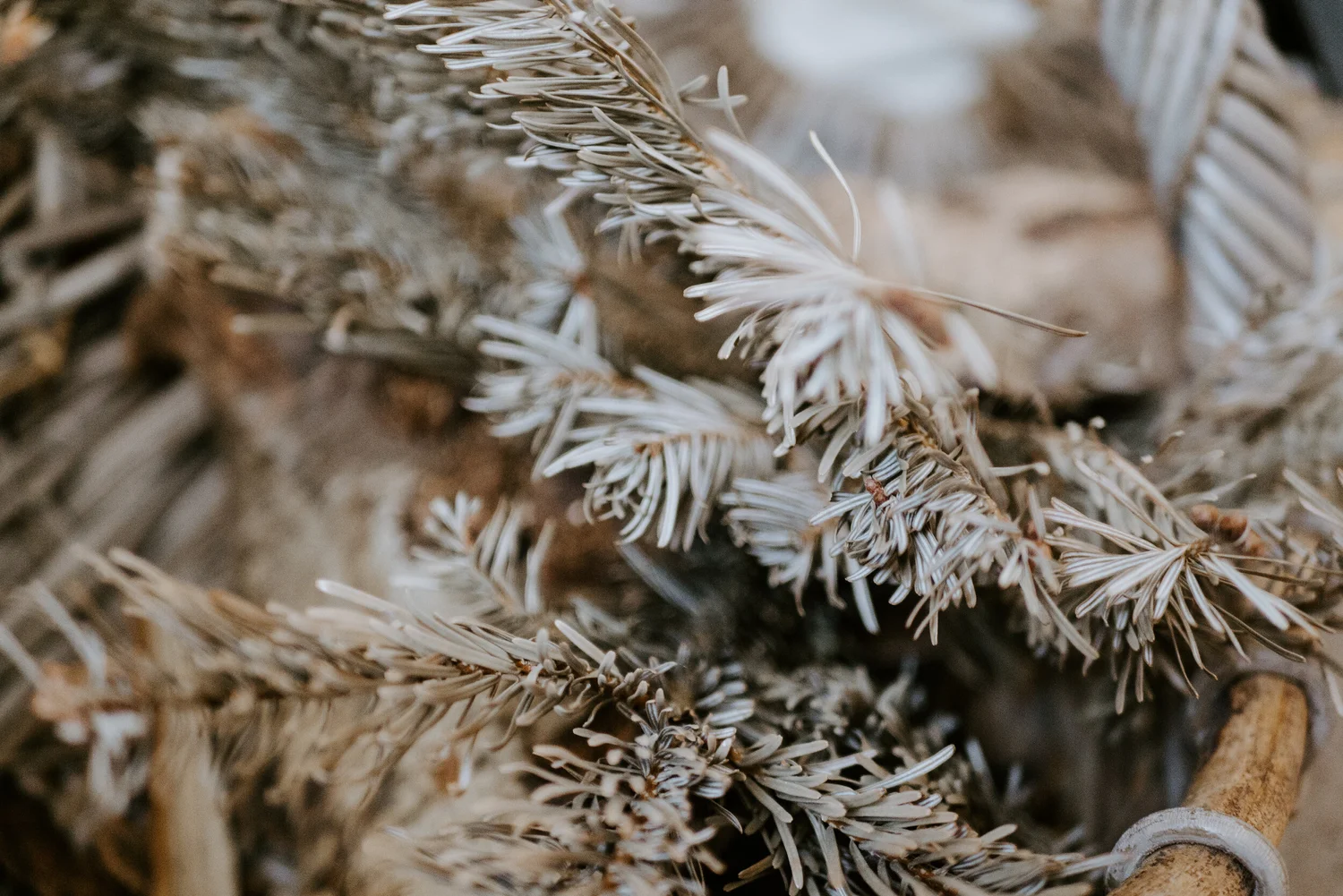Why Are My Evergreens Turning Brown? North American Tree Service