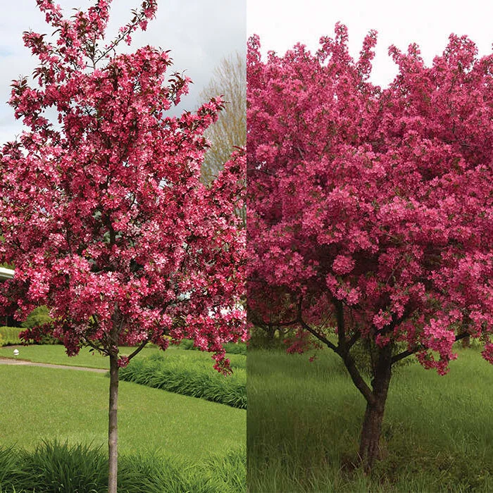 Pink Flowering Trees In 17 Best Trees To Plant In