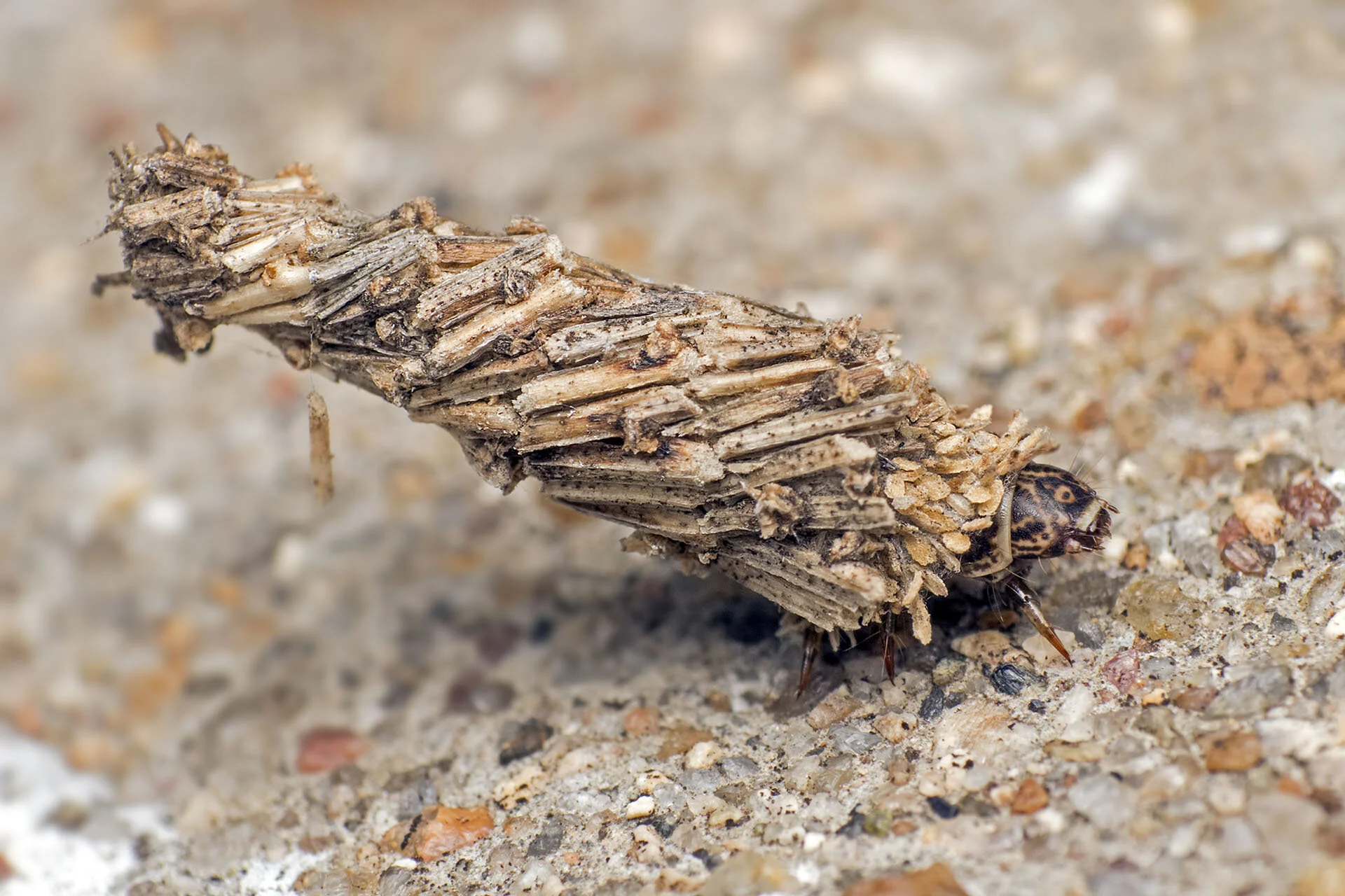 Do Bagworm Caterpillars Harm My Trees? North American Tree Service