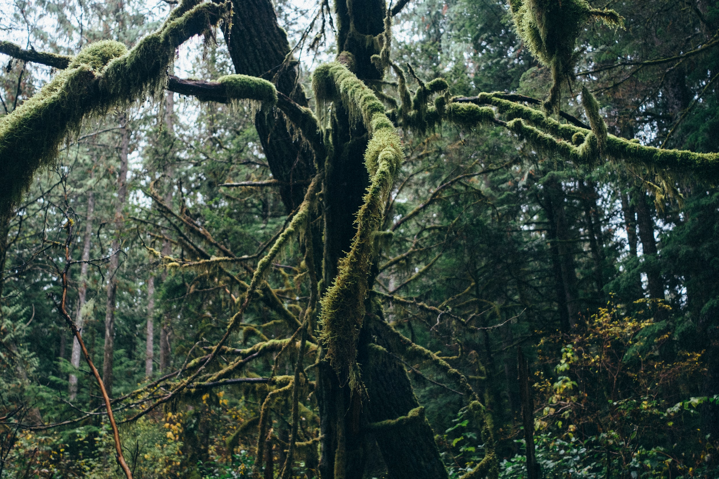 Can You Fix a Rotting Tree? North American Tree Service