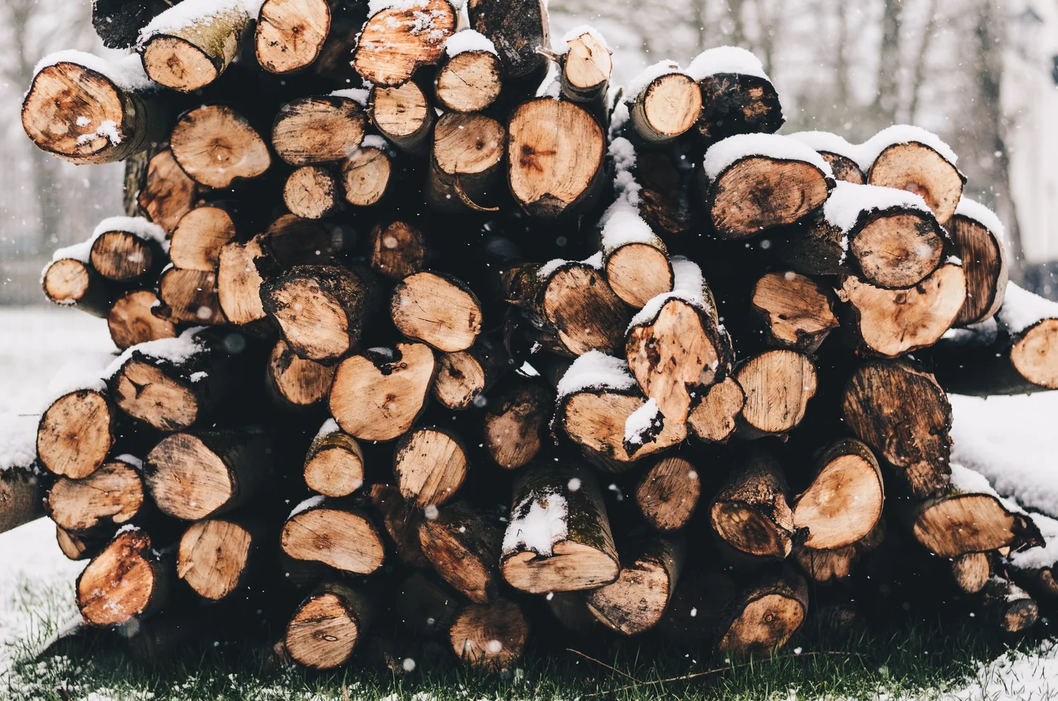 What Types Of Trees Are Best For Firewood? - North American Tree Service