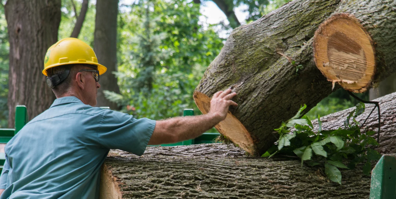 How Much Does It Cost To Remove a Tree? North American Tree Service
