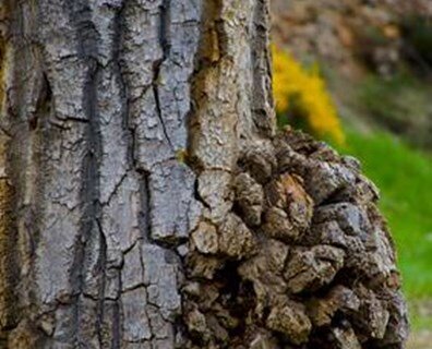 Why Are There Bumps On My Trees? - North American Tree Service