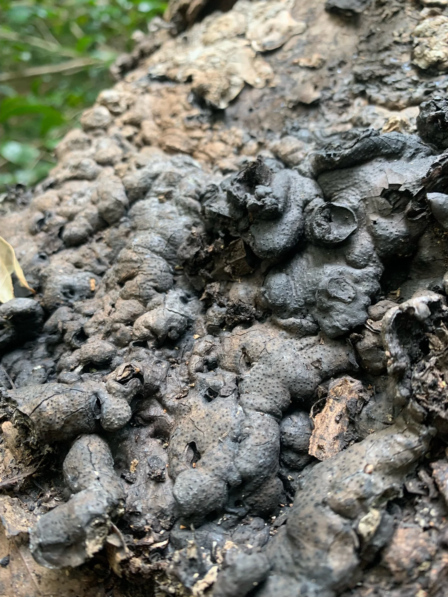 Does My Tree Have Brittle Cinder Fungus? North American Tree Service