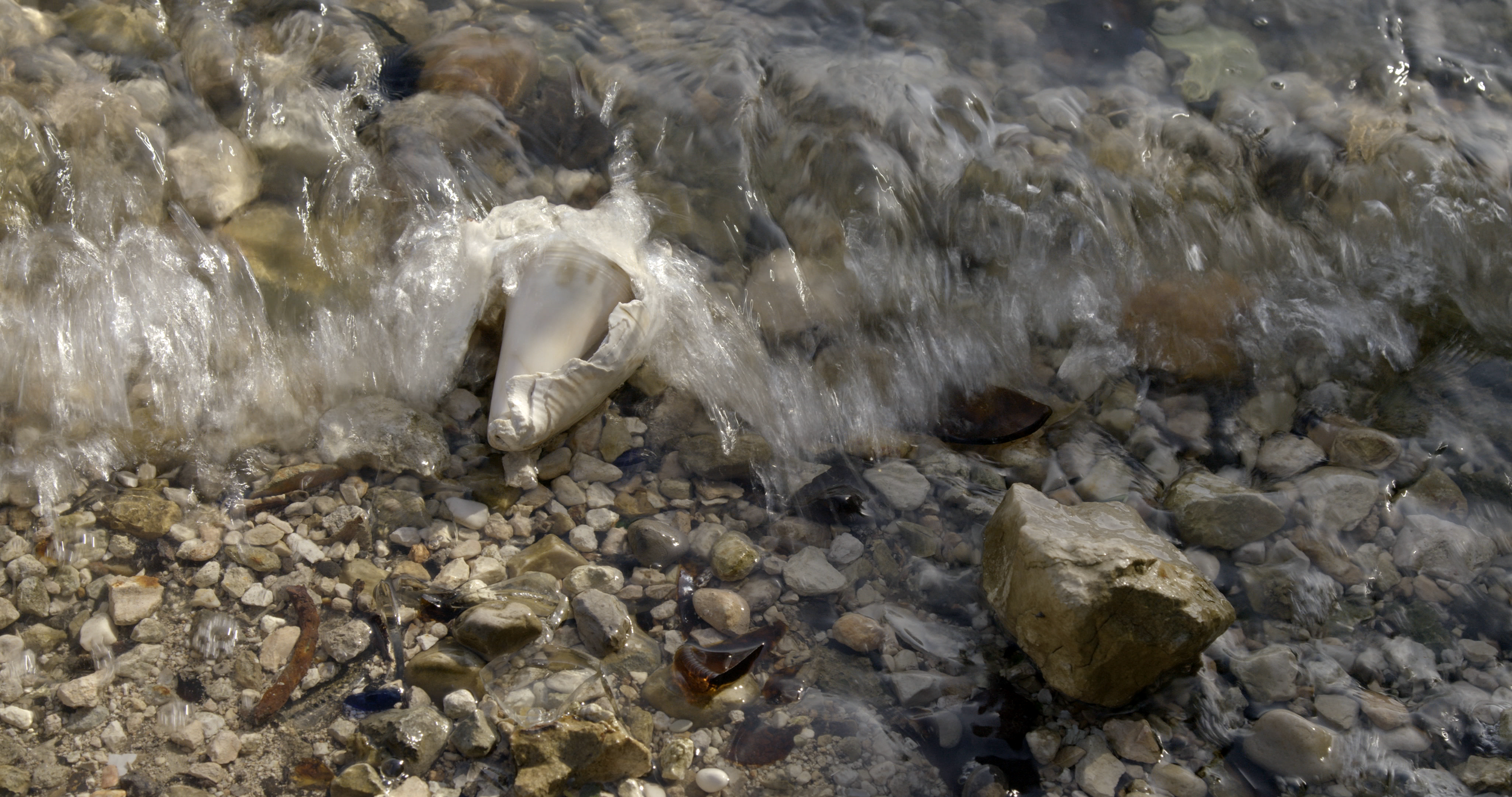 shell in water.png