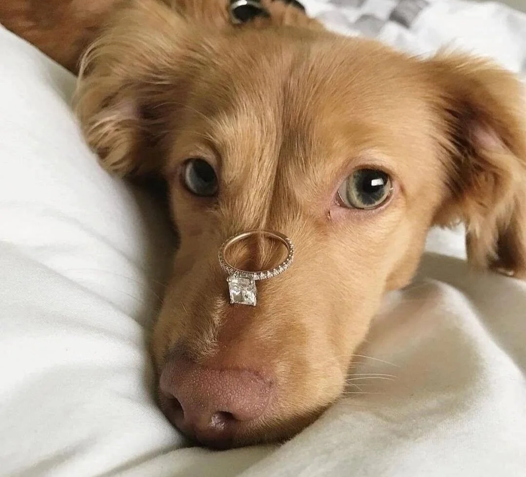 Wondering how to propose during lockdown? 