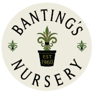 bantings__logo_small.png