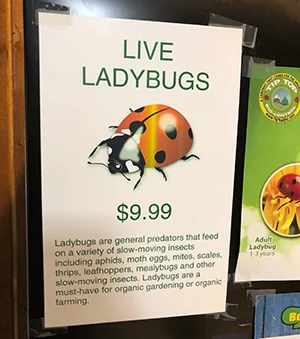 ladybugs.jpg