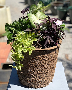 Mother’s Day Container Garden