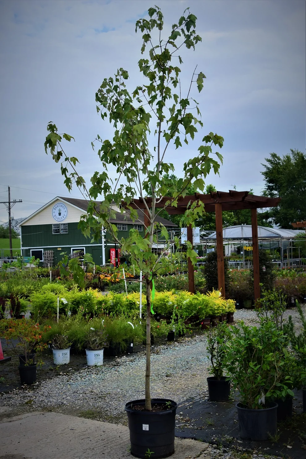 redmaple1.jpg