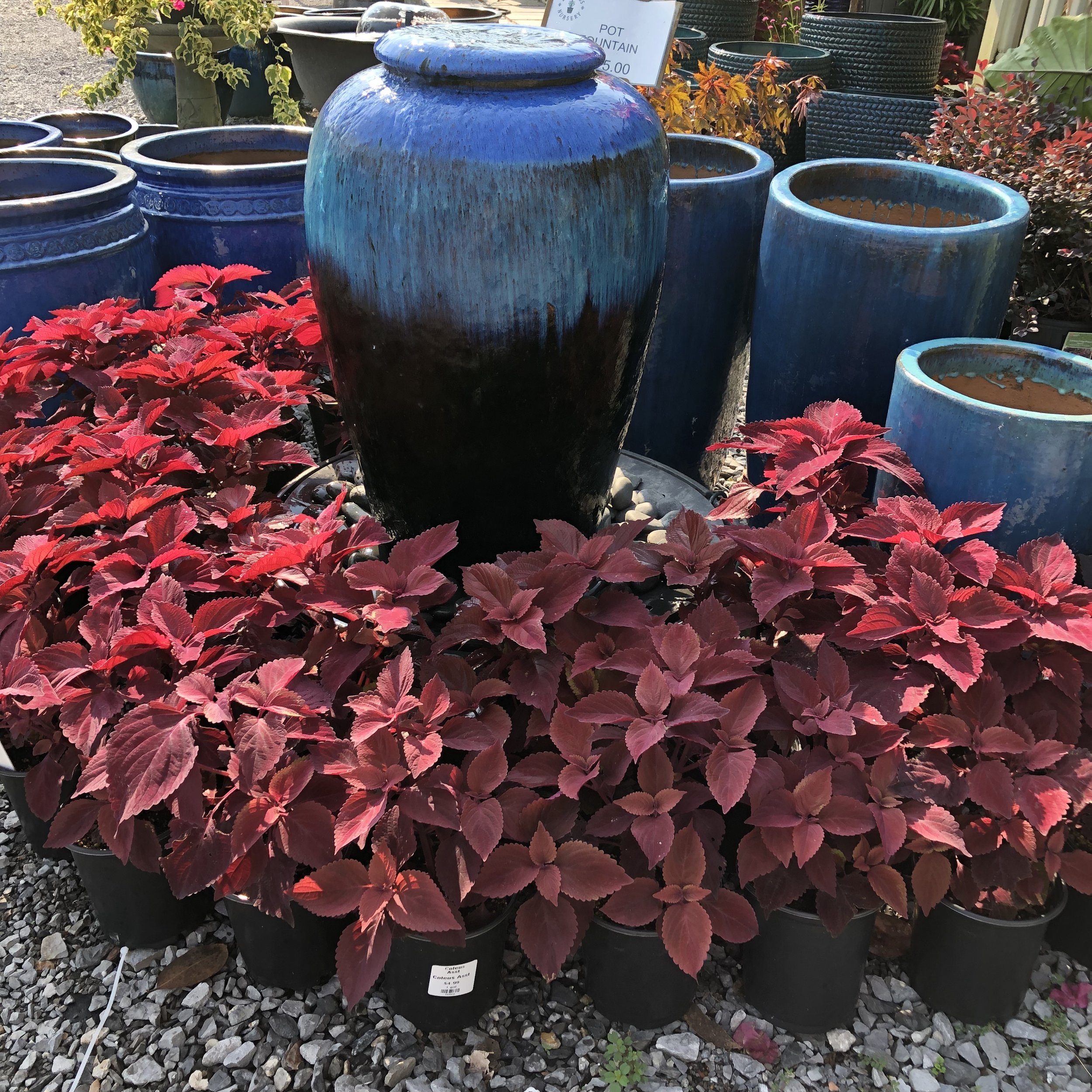 Red Head Coleus 1g.jpg