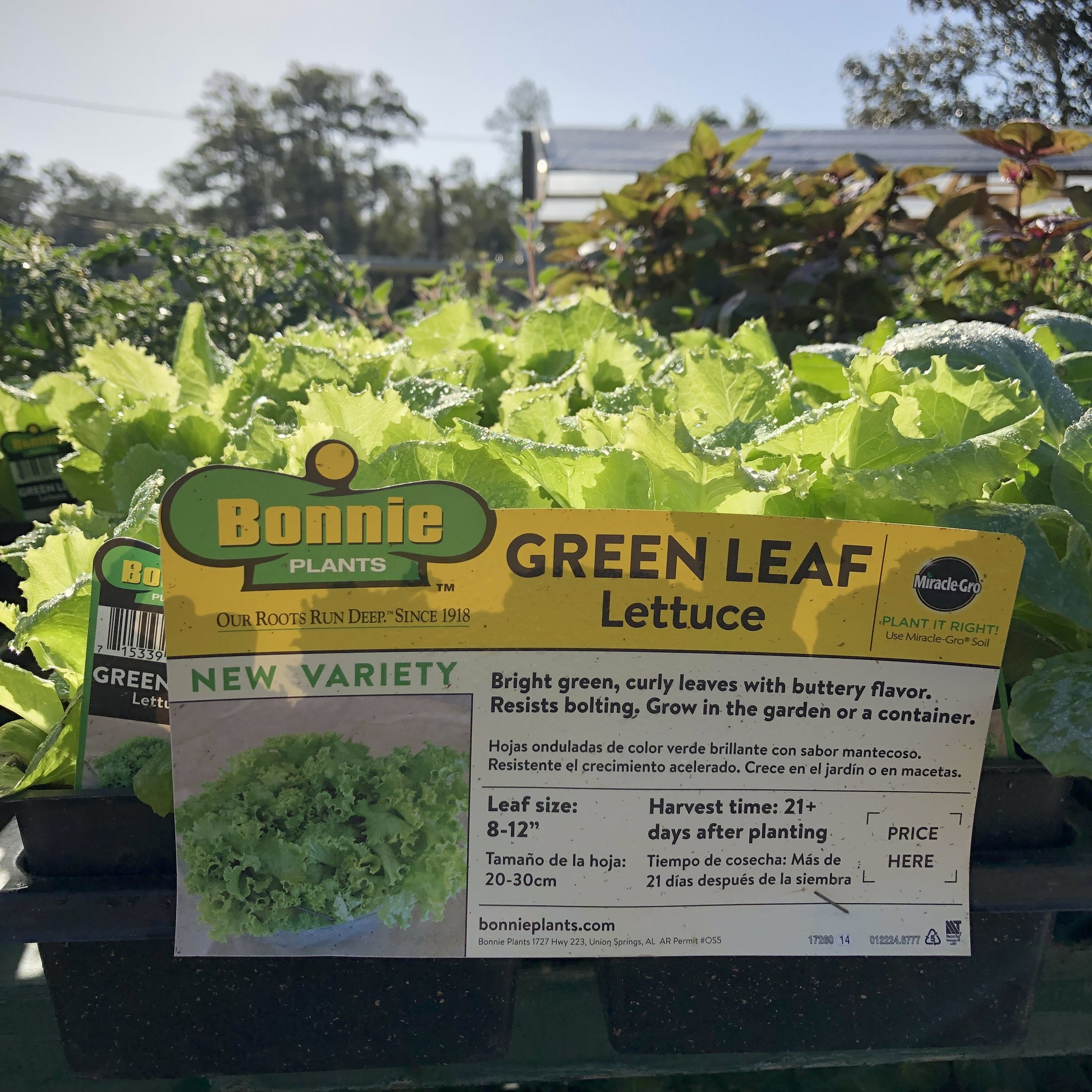 Bonnie Green Leaf Lettuce.jpg