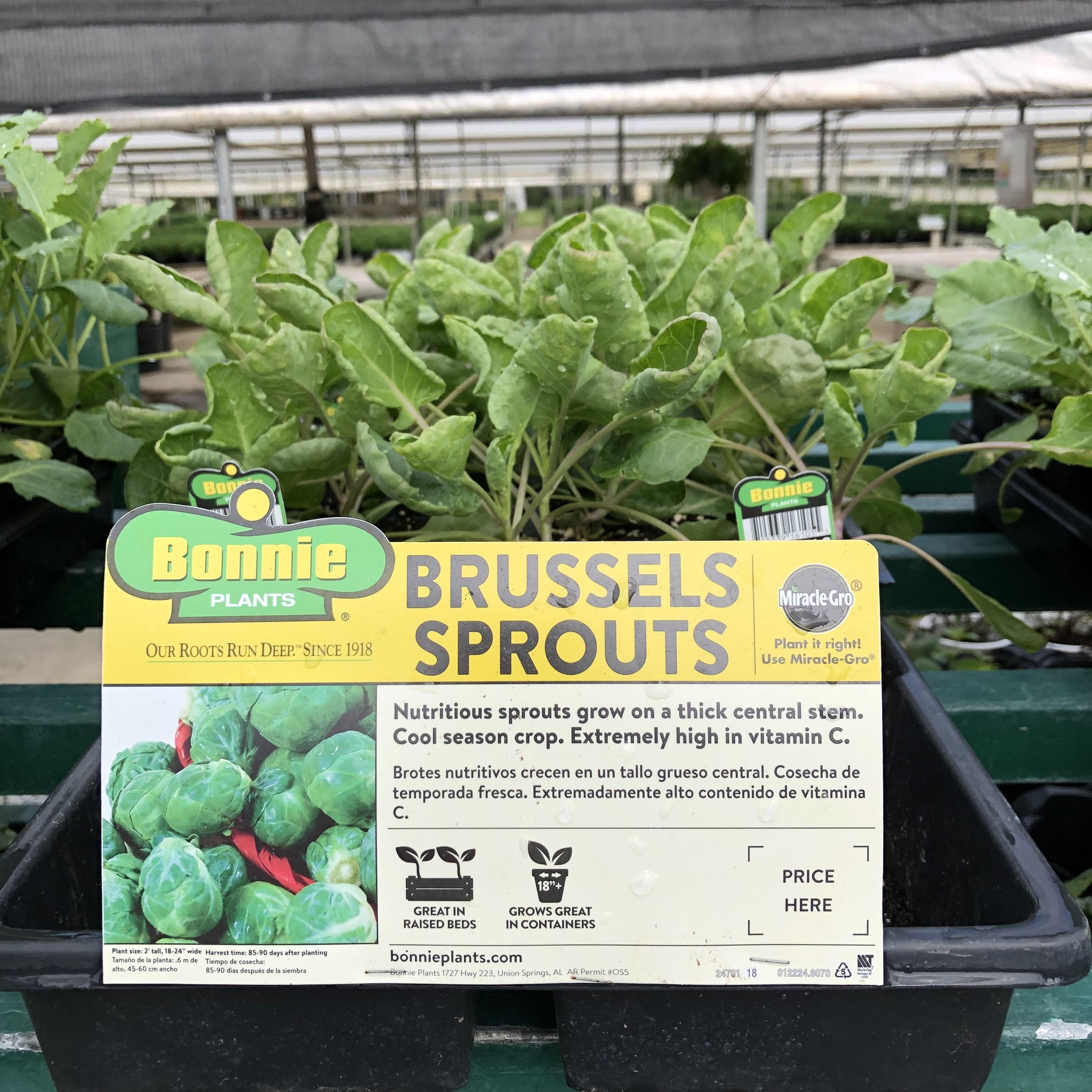 Bonnie Brussel Sprouts.jpg