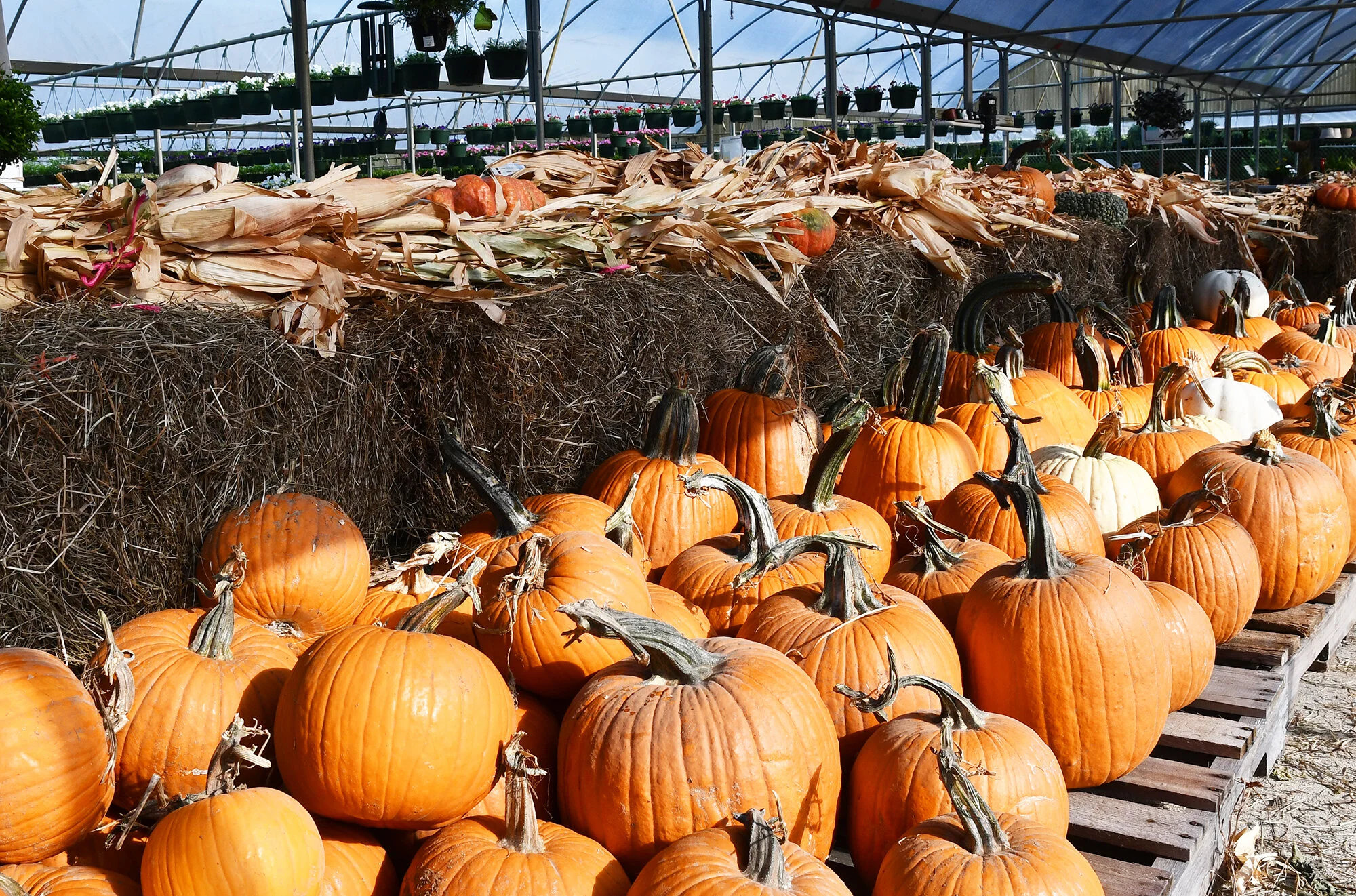 pumpkin patch-lacombe.jpg