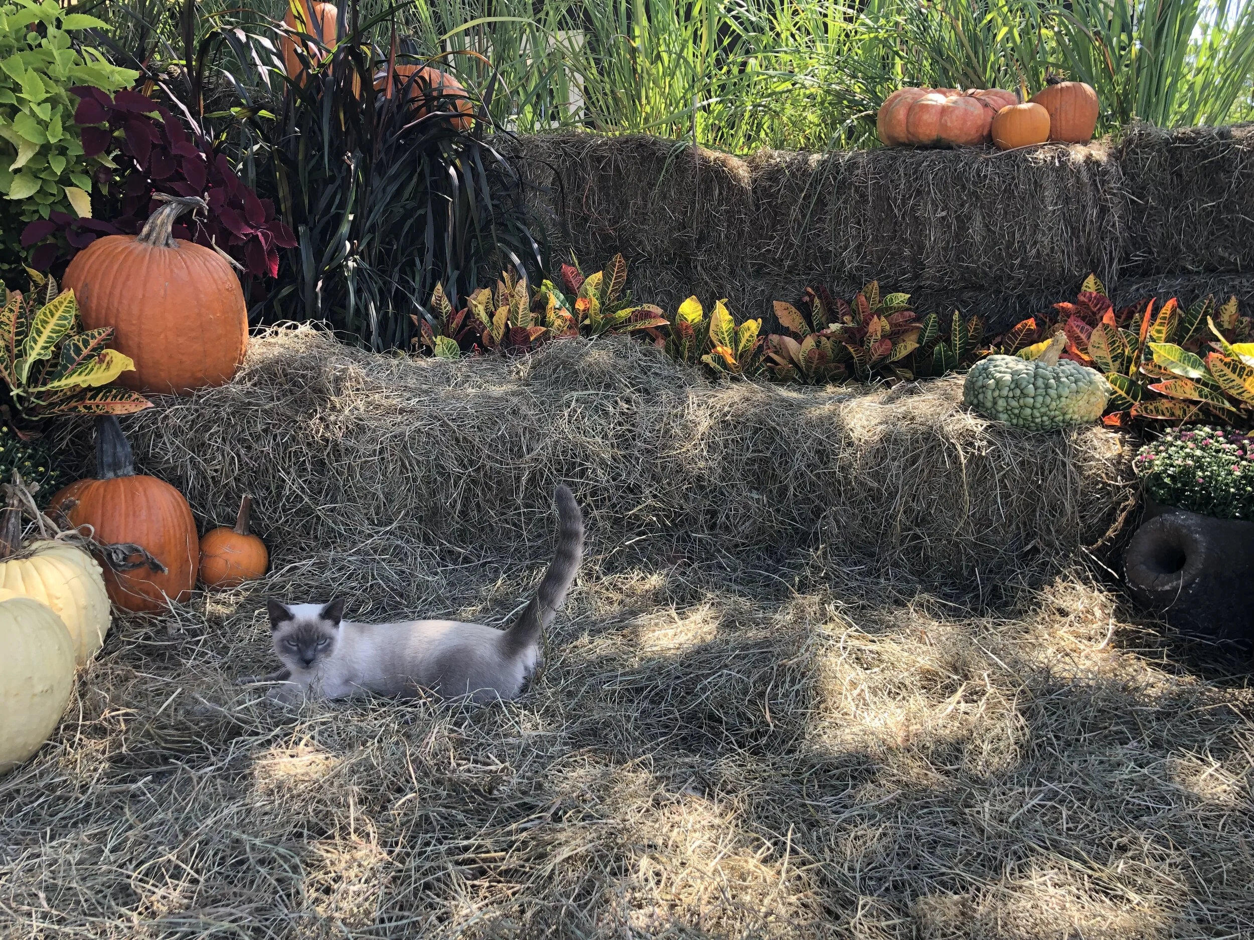 Oyster, the Lacombe nursery cat, posing for a photo