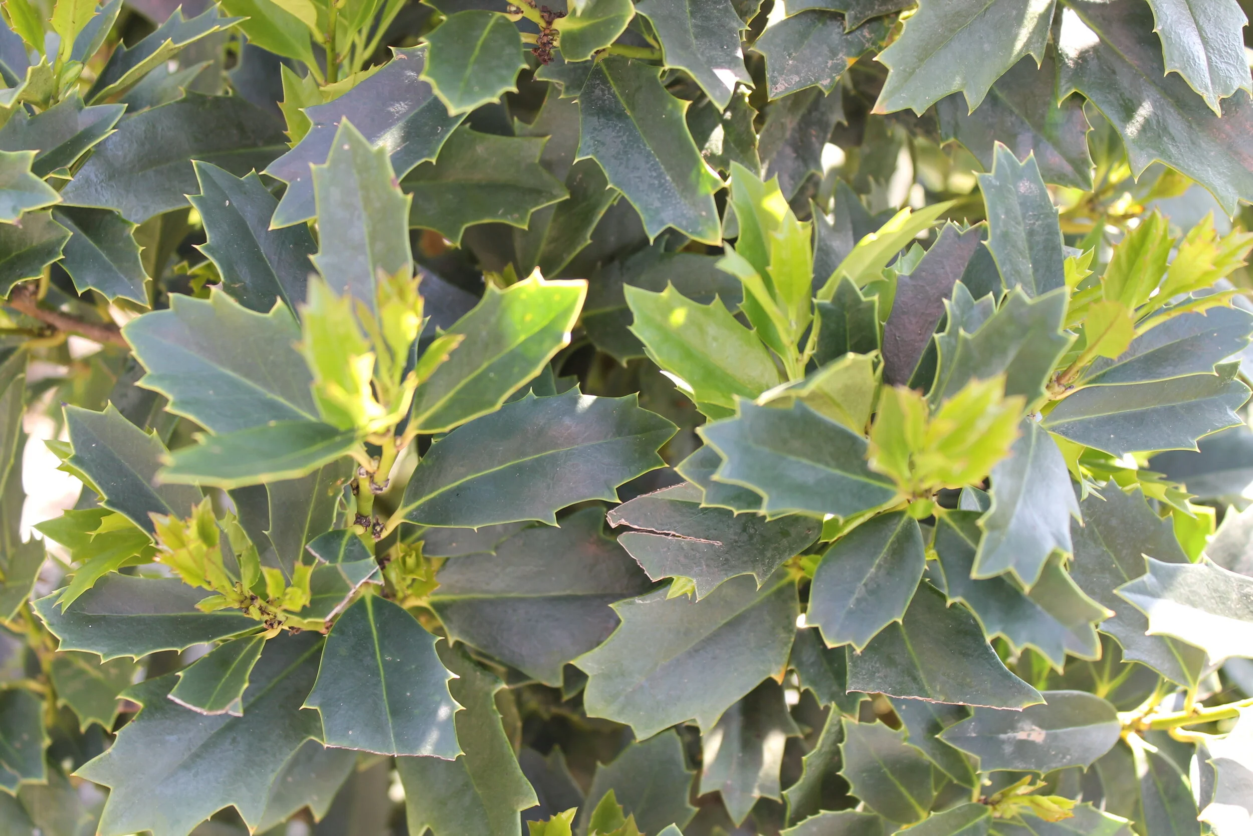 Oakleaf_7gal(closeup).JPG