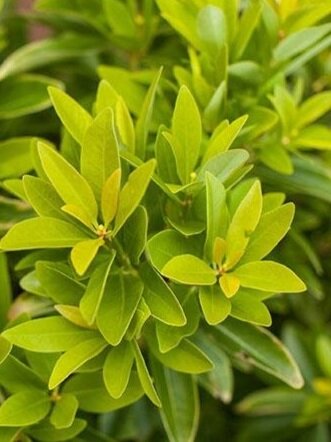 Illicium-parvifolium-BananAppeal-yellow-leaf-anise-tree2_1024x.jpg