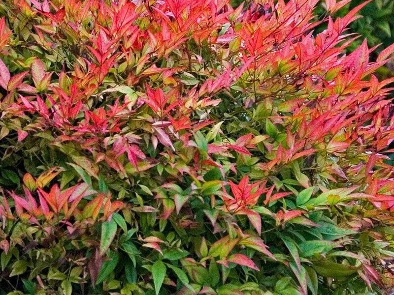 nandina-gulf-stream1.jpg